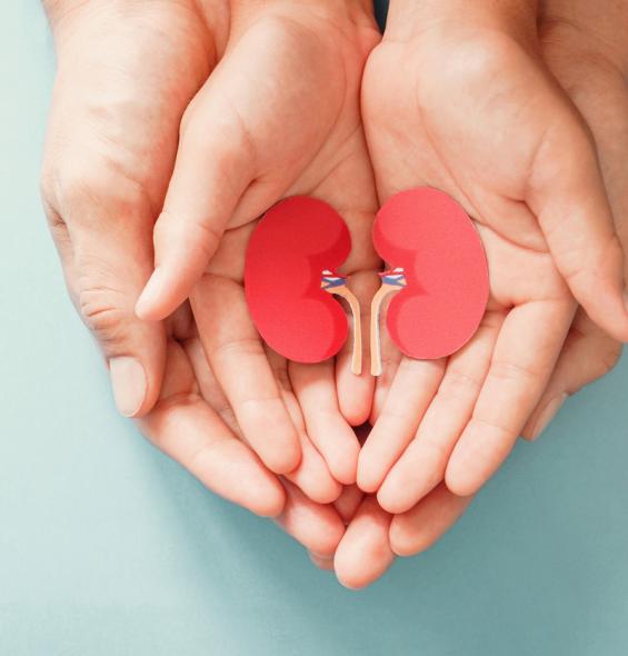 Photo of two hands holding cut out paper kidneys