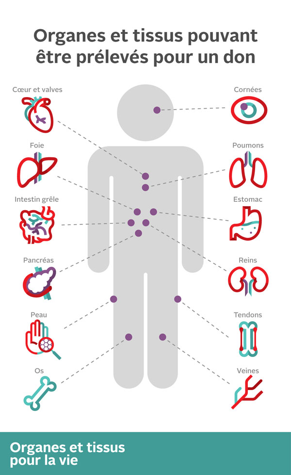 infographie : Organes et tissus pouvant être prélevés pour un don