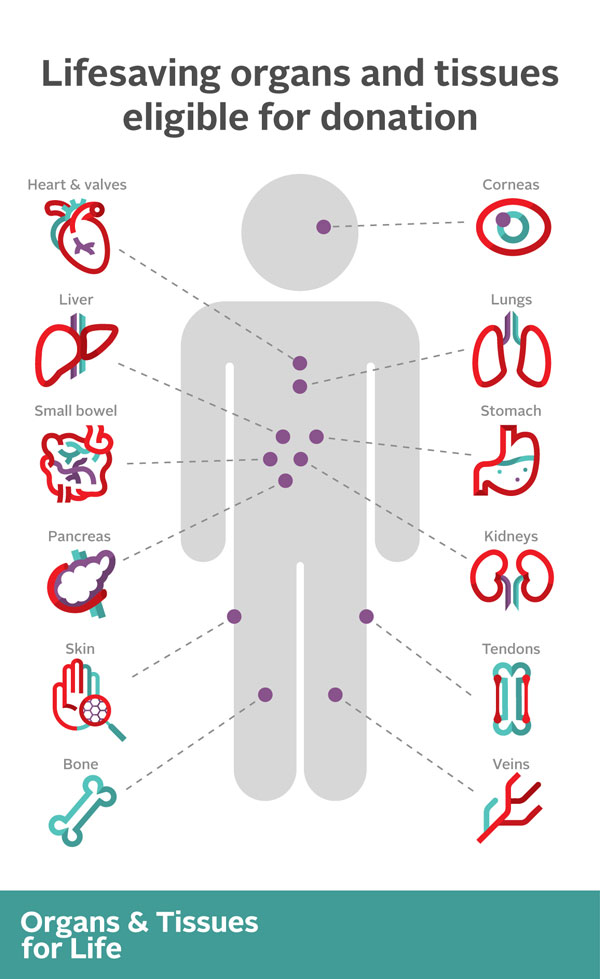 Lifesaving Organs And Tissues That Can Be Donated Organ Tissue Education