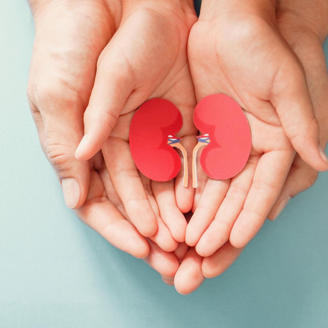 Photo of two hands holding cut out paper kidneys