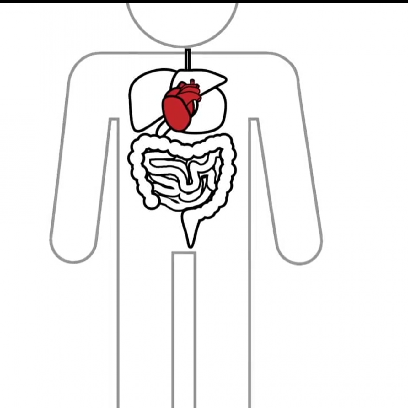 screen capture of image from animated video about organs in our body.